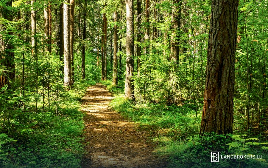 Two woodland parcels — Bigonville (Rambrouch)