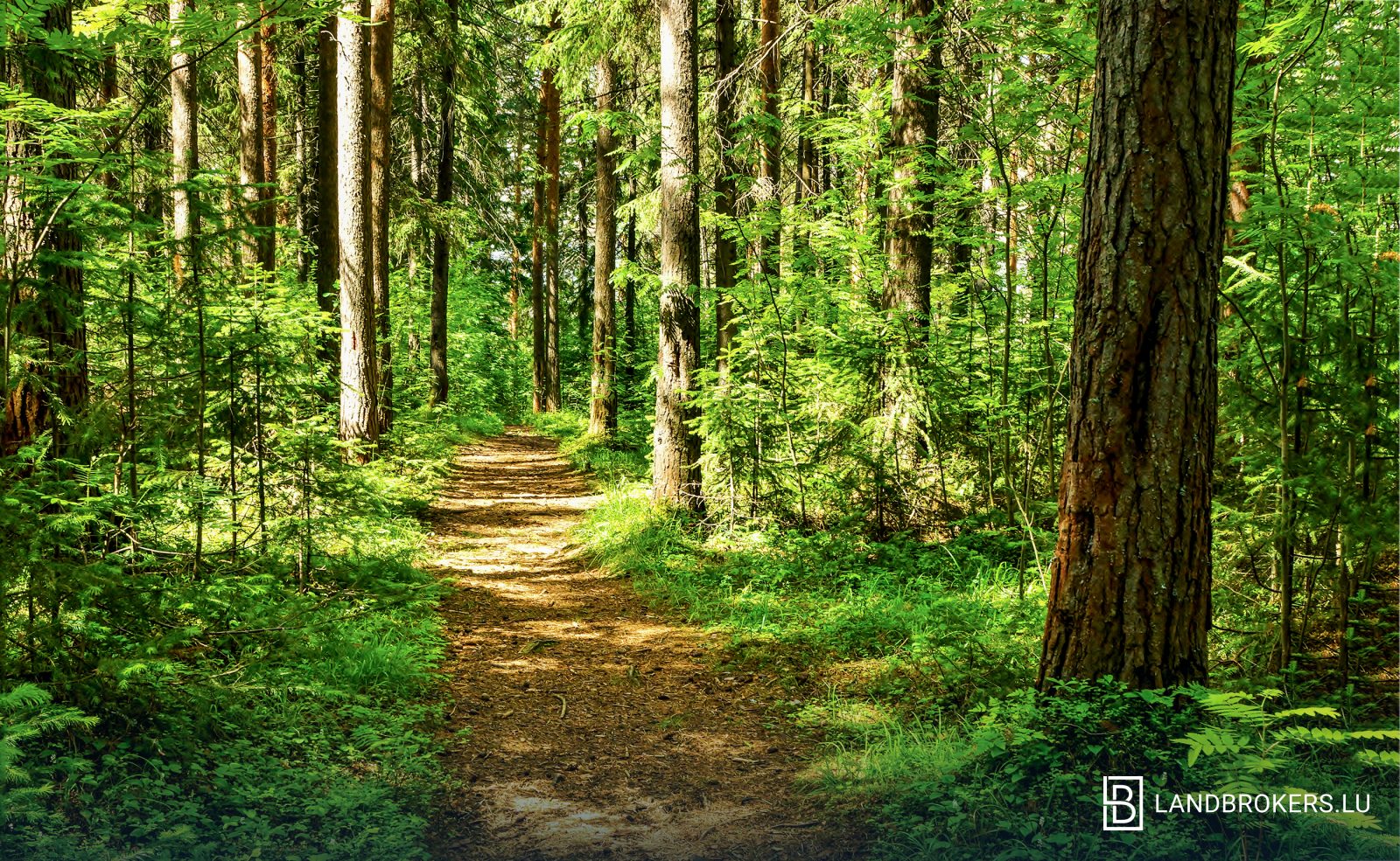 Two woodland parcels — Bigonville (Rambrouch)